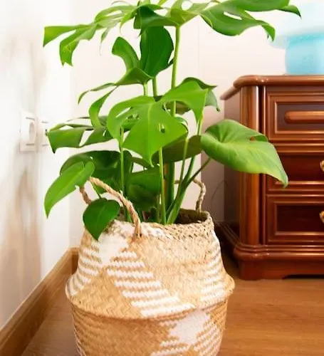 Kadiani'S Urban Nest By 8Essentially Διαμέρισμα